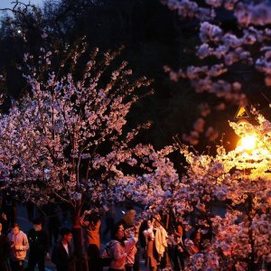 Japanske trešnje u cvatu