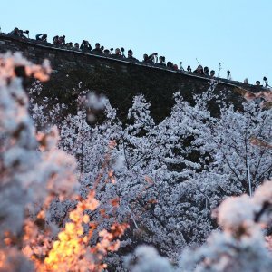 Japanske trešnje u cvatu