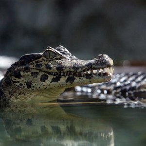 Krokodili u pulskom Aquariumu