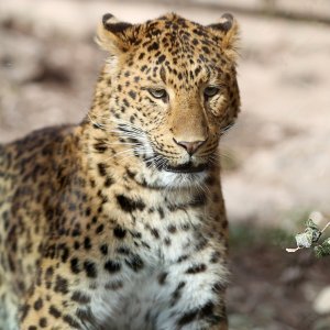 Mužjak kineskog leoparda novi je stanovnik ZOO-a u Zagrebu