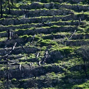 Žrnovnica se oporavila nakon velikog požara