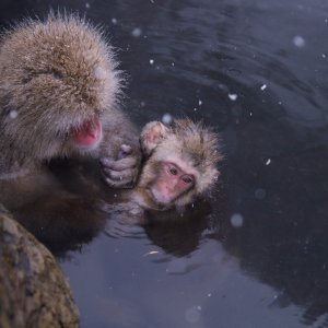 Makaki uživaju u japanskim toplicama