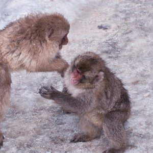 Makaki uživaju u japanskim toplicama