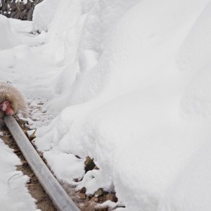 Makaki uživaju u japanskim toplicama