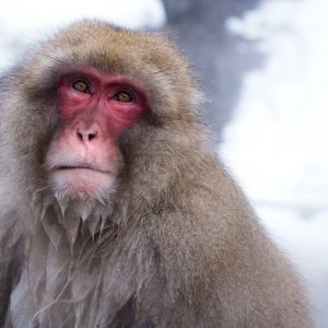 Makaki uživaju u japanskim toplicama