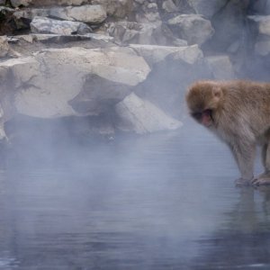 Makaki uživaju u japanskim toplicama