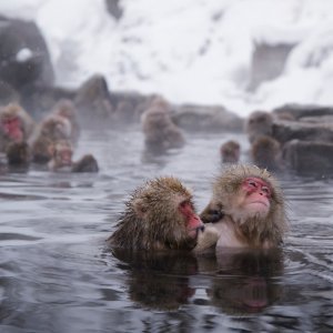 Makaki uživaju u japanskim toplicama
