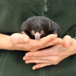 Mali ješci rođeni u australskom Zoološkom vrtu Taronga
