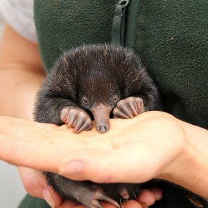 Mali ješci rođeni u australskom Zoološkom vrtu Taronga