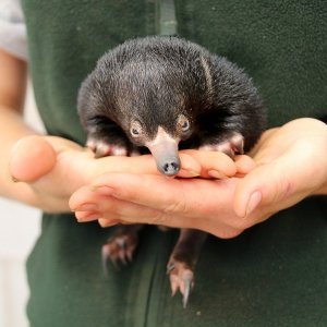 Mali ješci rođeni u australskom Zoološkom vrtu Taronga