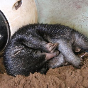 Mali ješci rođeni u australskom Zoološkom vrtu Taronga