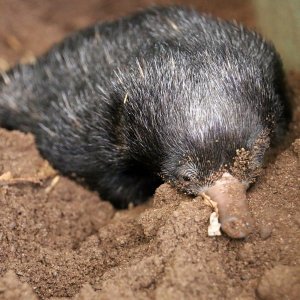 Mali ješci rođeni u australskom Zoološkom vrtu Taronga