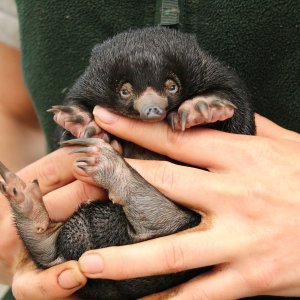 Mali ješci rođeni u australskom Zoološkom vrtu Taronga