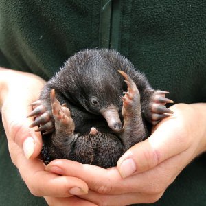 Mali ješci rođeni u australskom Zoološkom vrtu Taronga