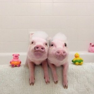 Slatke svinje Priscilla and Poppleton