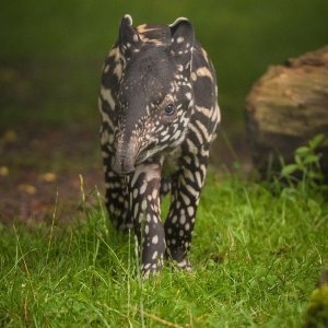 Mali malezijski tapir