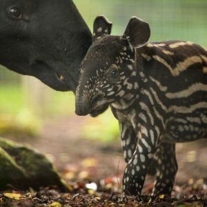 Mali malezijski tapir