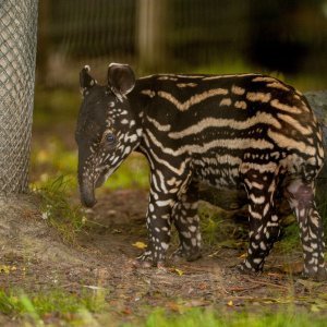 Mali malezijski tapir