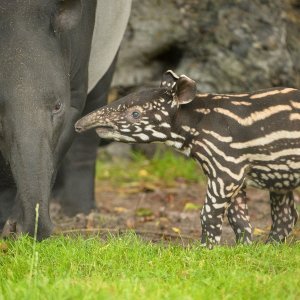 Mali malezijski tapir