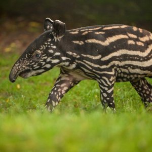 Mali malezijski tapir