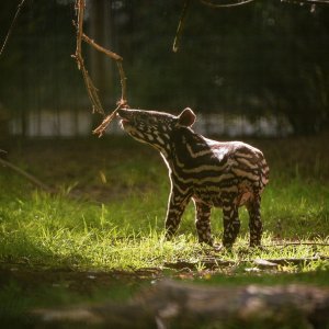 Mali malezijski tapir