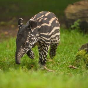 Mali malezijski tapir