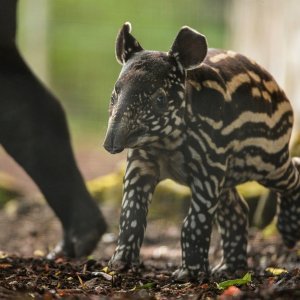 Mali malezijski tapir