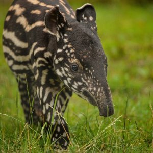 Mali malezijski tapir