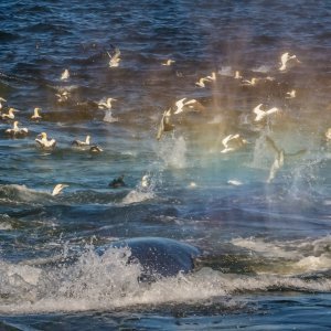 Najveća migracija riba i morskih sisavaca na planetu