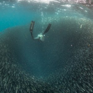 Najveća migracija riba i morskih sisavaca na planetu