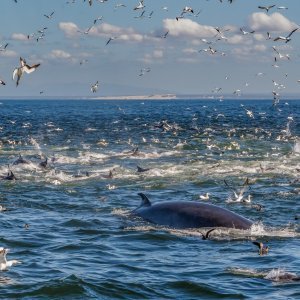 Najveća migracija riba i morskih sisavaca na planetu