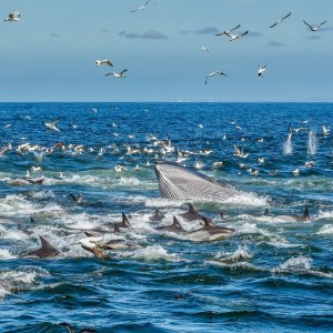 Najveća migracija riba i morskih sisavaca na planetu