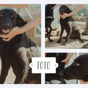 Toto