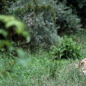 Zoološki vrt u centru Zagreba proslavio svoj veliki 93. rođendan