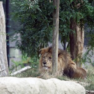 Zoološki vrt u centru Zagreba proslavio svoj veliki 93. rođendan
