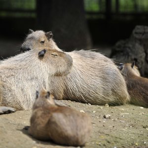 Zagrebački ZOO proslavio 93. rođendan