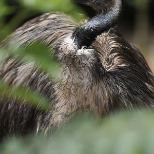 Zagrebački ZOO proslavio 93. rođendan