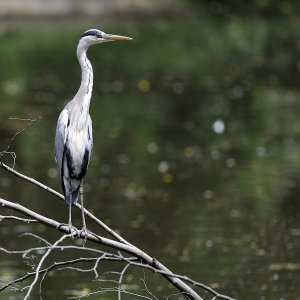 Zagrebački ZOO proslavio 93. rođendan