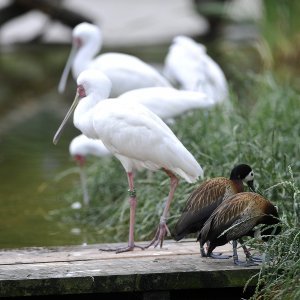 Zagrebački ZOO proslavio 93. rođendan