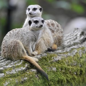 Zagrebački ZOO proslavio 93. rođendan