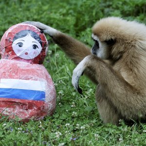 Gibon Kent u Zoološkom vrtu grada Zagreba