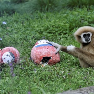 Gibon Kent u Zoološkom vrtu grada Zagreba