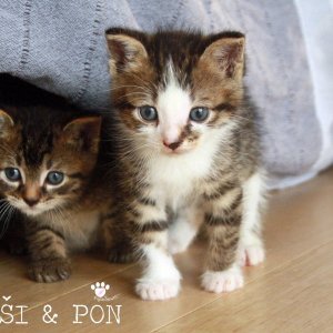 Muši & Pon