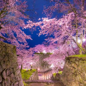 Festival trešnjinog cvata
