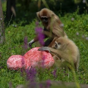 Giboni u Zagrebačkom ZOO-u predviđaju nogometni rezultat