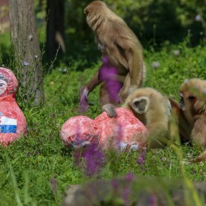 Giboni u Zagrebačkom ZOO-u predviđaju nogometni rezultat