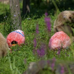 Giboni u Zagrebačkom ZOO-u predviđaju nogometni rezultat