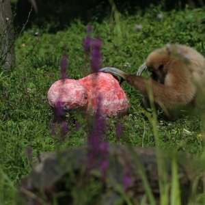 Giboni u Zagrebačkom ZOO-u predviđaju nogometni rezultat