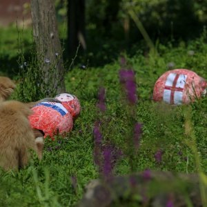 Giboni u Zagrebačkom ZOO-u predviđaju nogometni rezultat