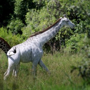 Rijetka albino žirafa